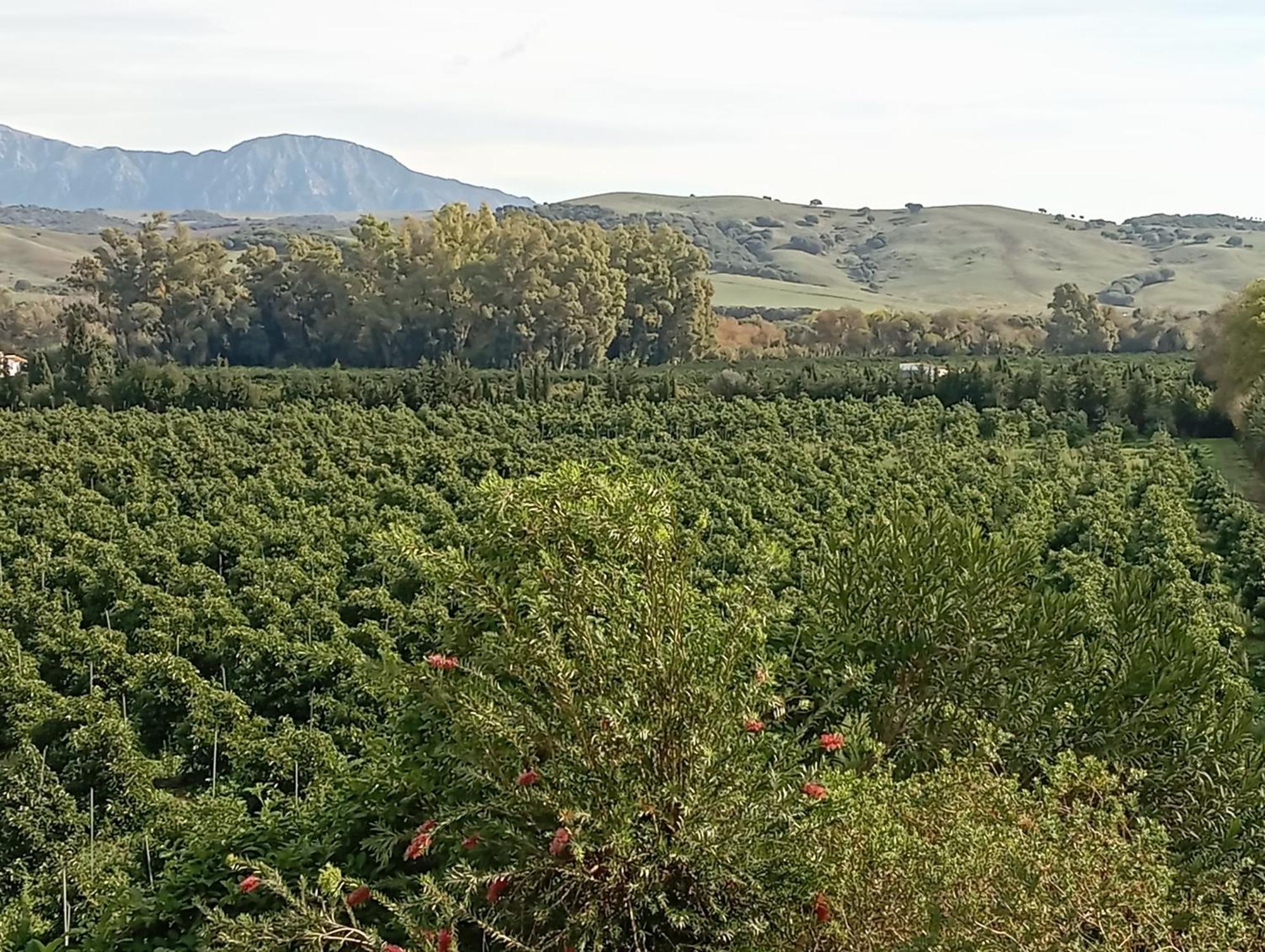 Los Dos Cedros San Pablo Bagian luar foto